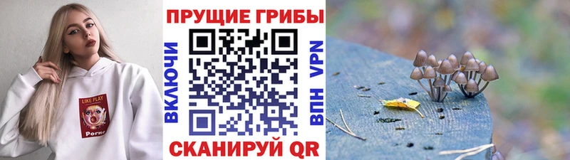 Галлюциногенные грибы Psilocybine cubensis  Богородицк 